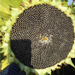 big sunflower seeds 100gram/bags for planting