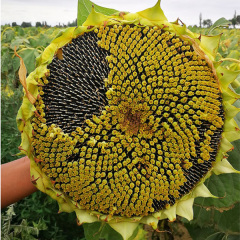 harvesting sunflower seeds 40gram/bags for planting