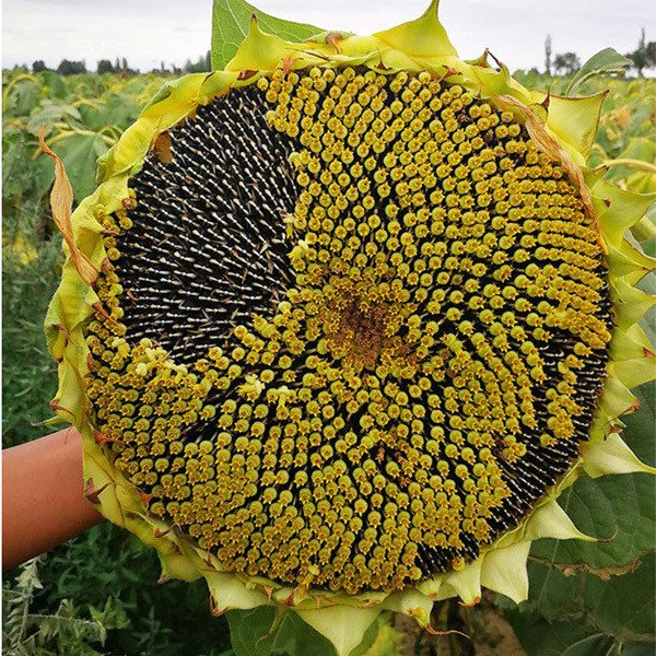harvesting sunflower seeds 40gram/bags for planting
