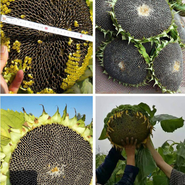 best sunflower seeds 200gram/bags for sowing