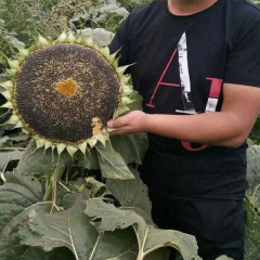 sunflower seeds black 100gram/bags for sowing