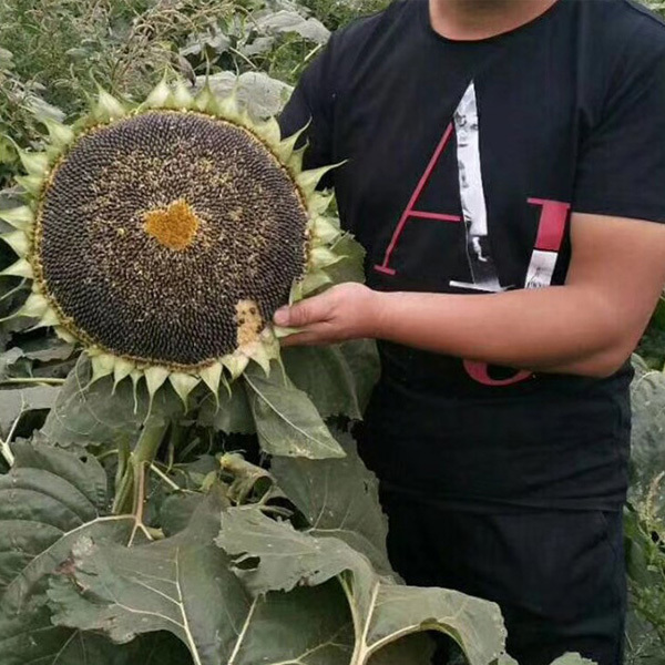 sunflower seeds black 100gram/bags for sowing