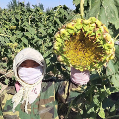 High yield big size sunflower seeds 30gram/bags for planting