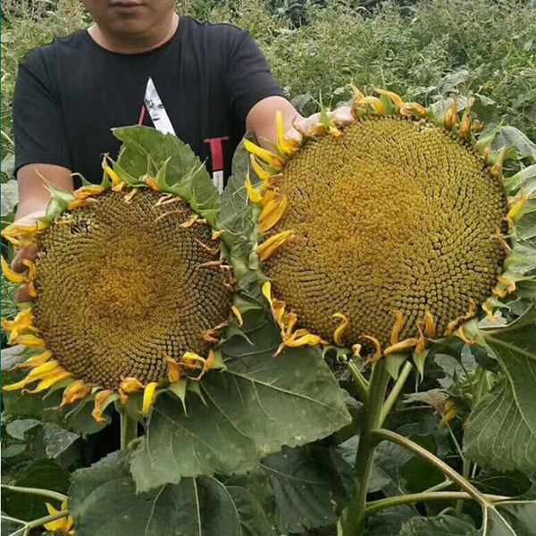 sunflower seeds black 100gram/bags for sowing