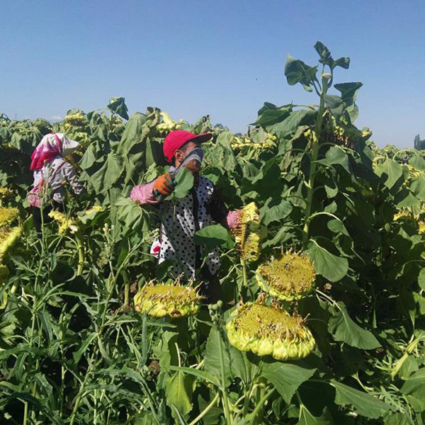best sunflower seeds 200gram/bags for sowing