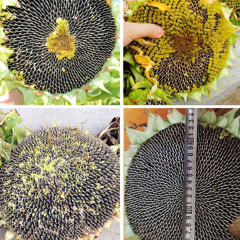 harvesting sunflower seeds 40gram/bags for planting