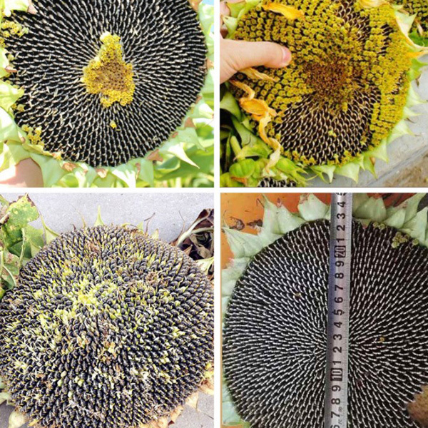 harvesting sunflower seeds 40gram/bags for planting