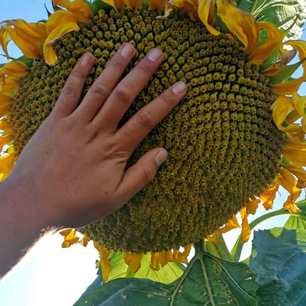 sunflower seeds to plant 200gram/bags for planting