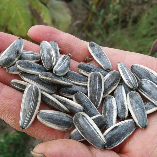 High yield big size sunflower seeds 30gram/bags for planting