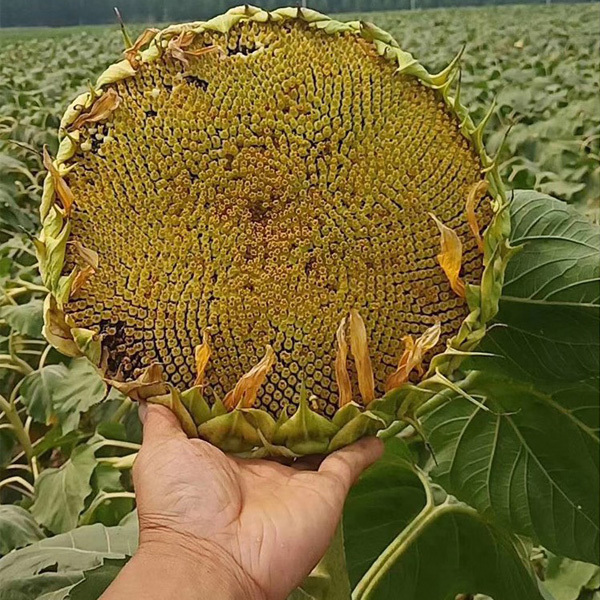 High yield big size sunflower seeds 30gram/bags for planting