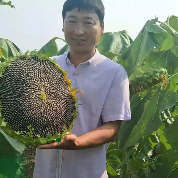 sunflower seeds black 100gram/bags for sowing