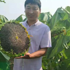 giant sunflower seeds for planting 100gram/bags for planting