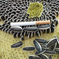 bulk sunflower seeds 20gram/bags for planting