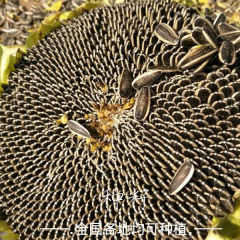 giant sunflower seeds for planting 100gram/bags for planting