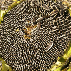 bulk sunflower seeds 20gram/bags for planting