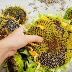 sunflower seeds to plant 200gram/bags for planting