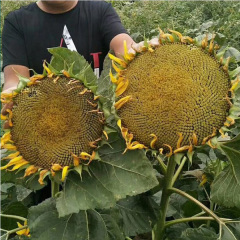 big sunflower seeds 100gram/bags for planting