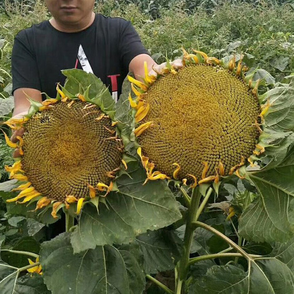 sunflower seeds to plant 200gram/bags for planting