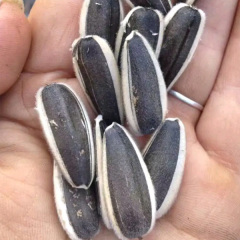 harvesting sunflower seeds 40gram/bags for planting