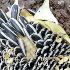 High yield big size sunflower seeds 30gram/bags for planting