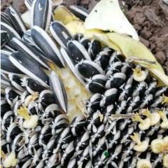 sunflower seeds black 100gram/bags for sowing