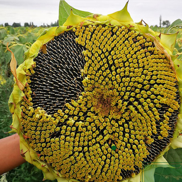 giant sunflower seeds for planting 100gram/bags for planting