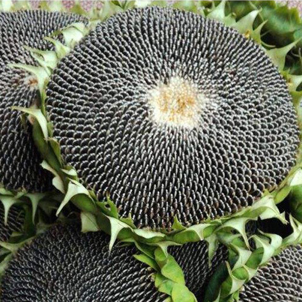 harvesting sunflower seeds 40gram/bags for planting