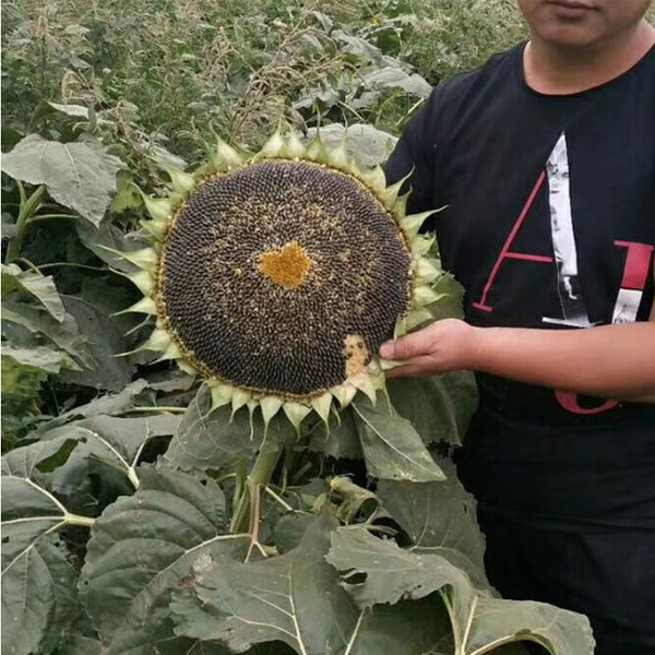 big sunflower seeds 100gram/bags for planting