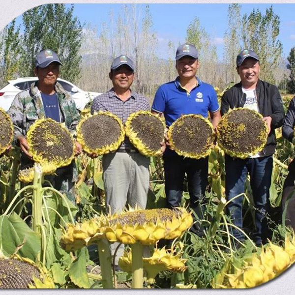 best sunflower seeds 200gram/bags for sowing