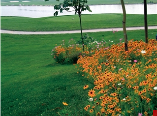 Giant feast-Golf Exclusive use series wildflower seeds mix