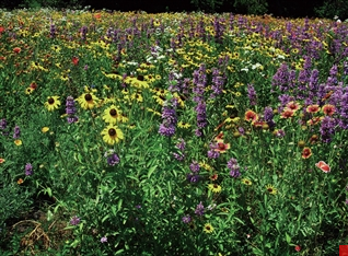 Reincarnation -Perennation Autumn series wild flower seeds mix