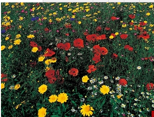 Rainbow flower boom- Covered type series wildflower seeds mix