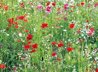 Flower star-Lawn flower spot series wild flower seeds mix