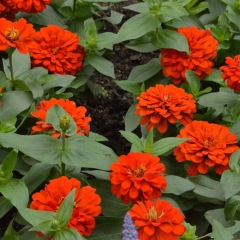 Zinnia seeds 1kg