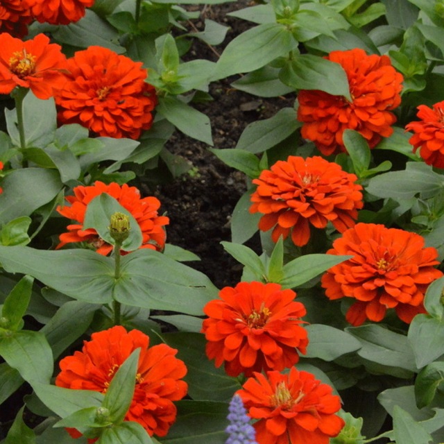Zinnia seeds 1kg