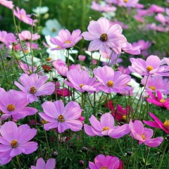 perennial coreopsis seeds 1kg