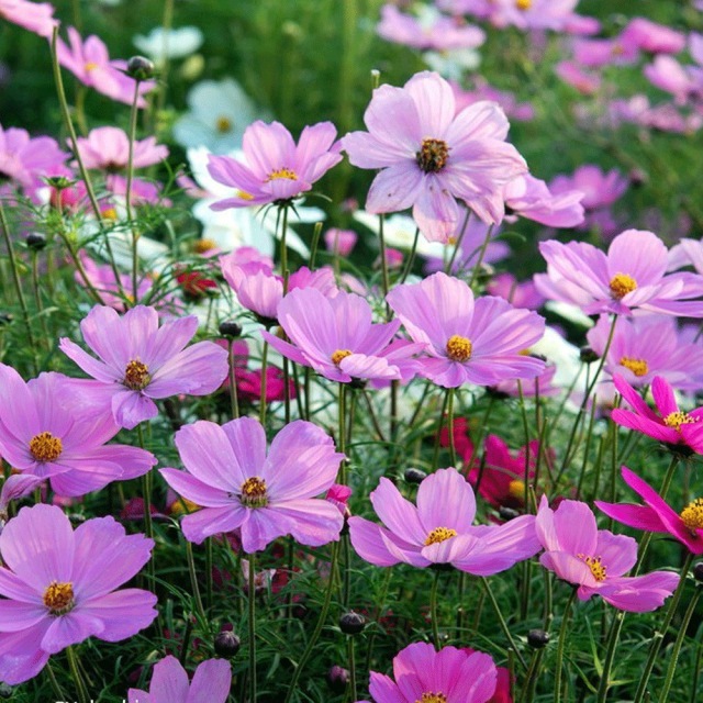 perennial coreopsis seeds 1kg