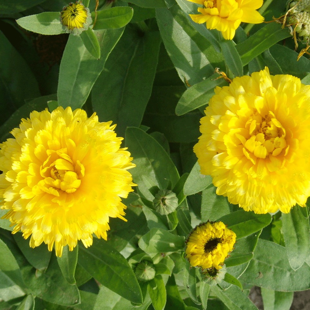 Zinnia seeds 1kg