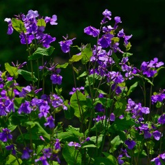 Orychophragmus violaceus seeds