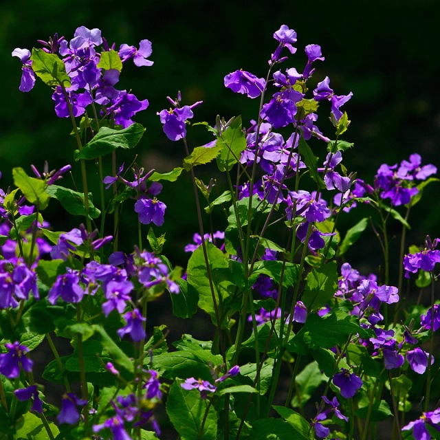 Orychophragmus violaceus seeds