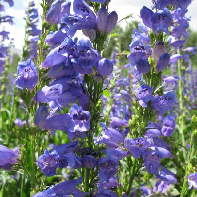 Penstemon seeds 1kg