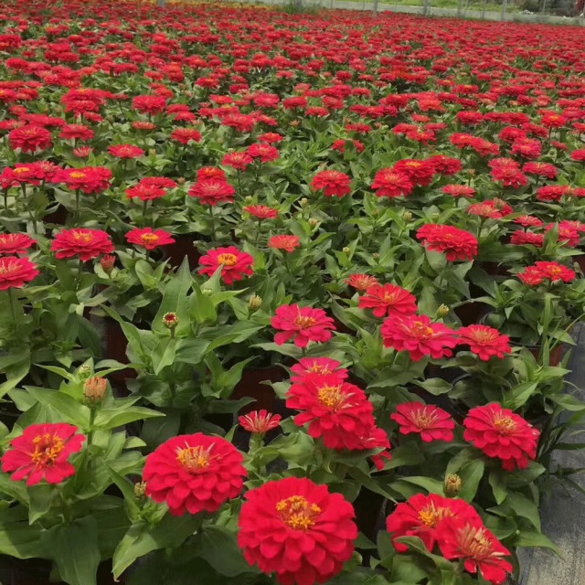 Zinnia seeds 1kg