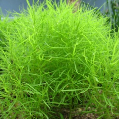 Bassia scoparia seeds/kochia seeds 1kg