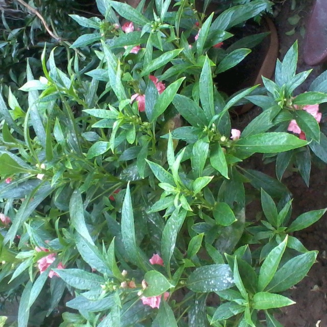 impatiens balsamina seeds 1KG