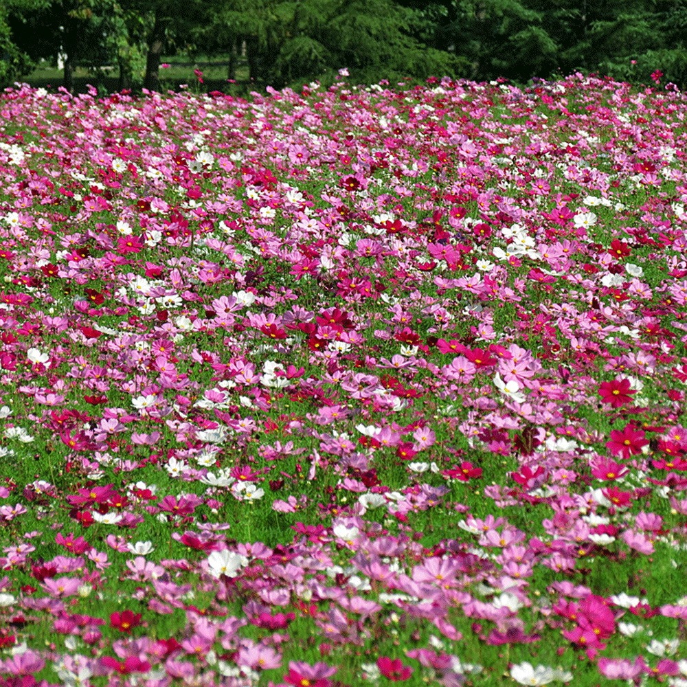 perennial coreopsis seeds 1kg