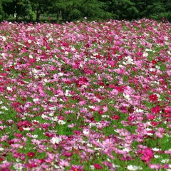 perennial coreopsis seeds 1kg