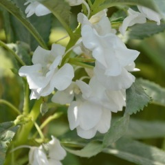 impatiens balsamina seeds 1KG