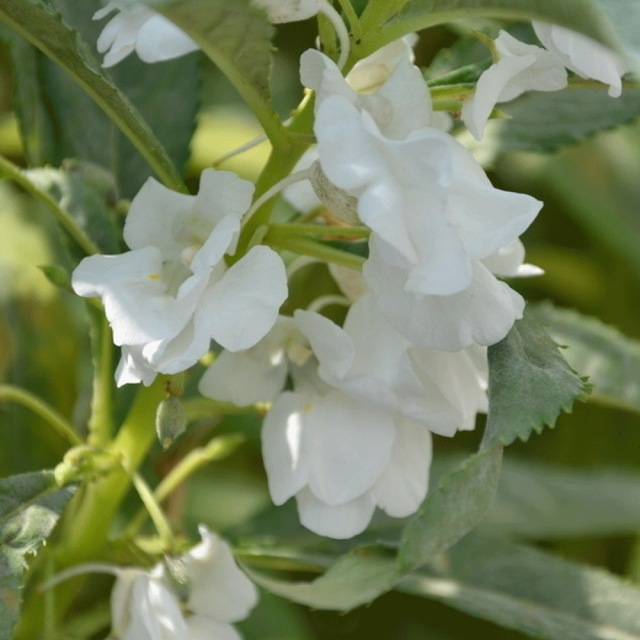 impatiens balsamina seeds 1KG