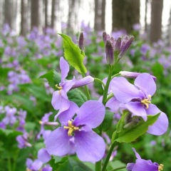 Orychophragmus violaceus seeds