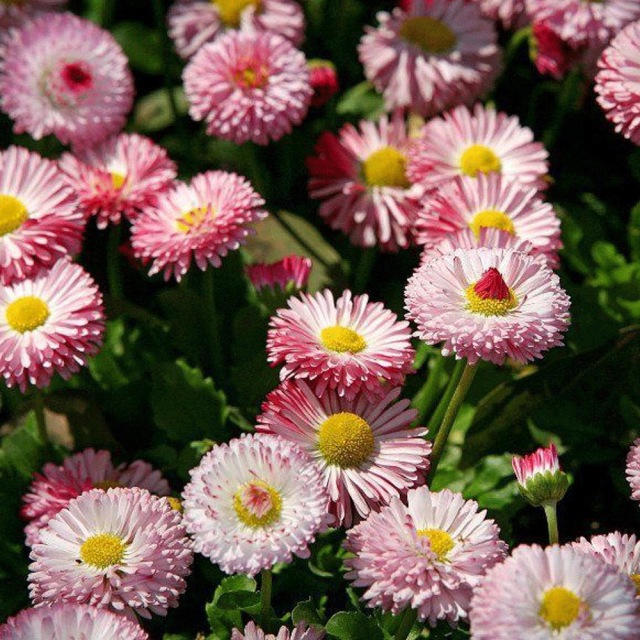 Bellis perennis seeds 1kg